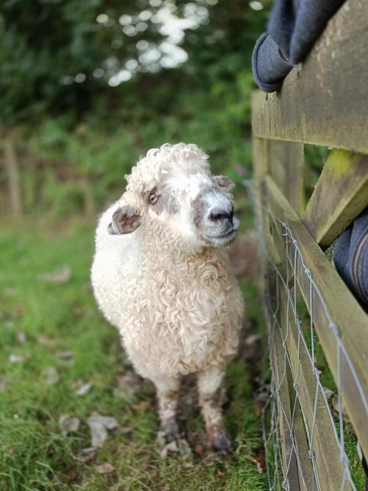 The Lambing Shed, Cornwall Altarnun Kültér fotó
